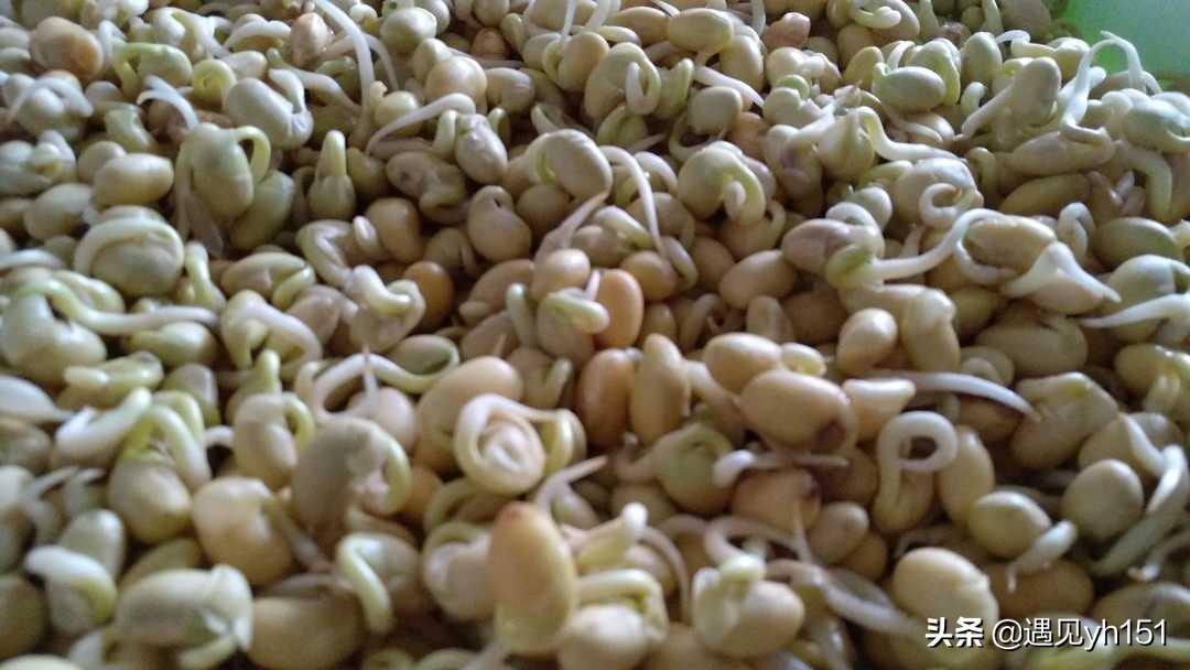 怎样发豆芽又快又简单 黄豆芽自己在家怎么发-2