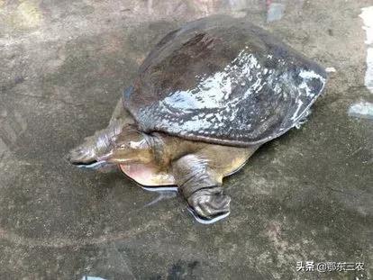 教你怎样杀甲鱼才正确（杀甲鱼过程分享）-1
