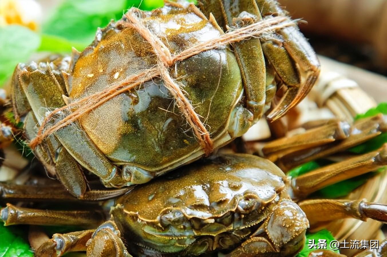 什么季节吃大闸蟹最好（几月份的大闸蟹肥）-1
