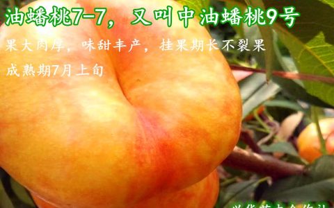 早金霞油蟠桃几月份成熟（6一21油蟠桃几号成熟）