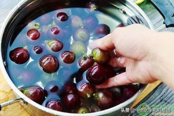 葡萄能放冰箱冷藏吗（新鲜葡萄如何保存）-3