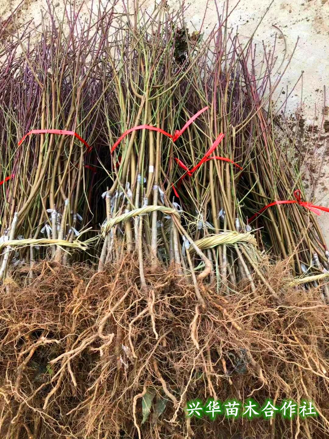 早金霞油蟠桃几月份成熟（6一21油蟠桃几号成熟）-4