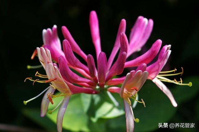 金银花为什么花有两种颜色（金银花红色和白色区别）-3