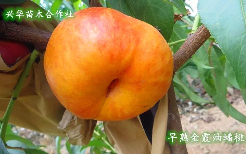 早金霞油蟠桃几月份成熟（6一21油蟠桃几号成熟）-6