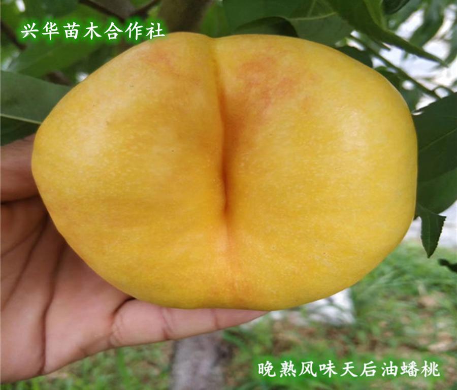 早金霞油蟠桃几月份成熟（6一21油蟠桃几号成熟）-10