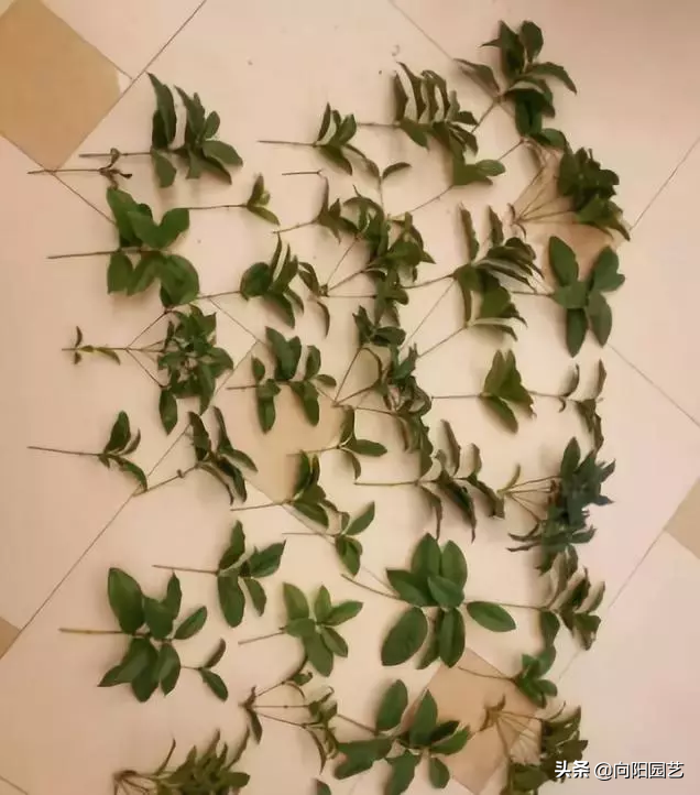 桂花插枝时间和方法  桂花插枝条容易活的方法-4