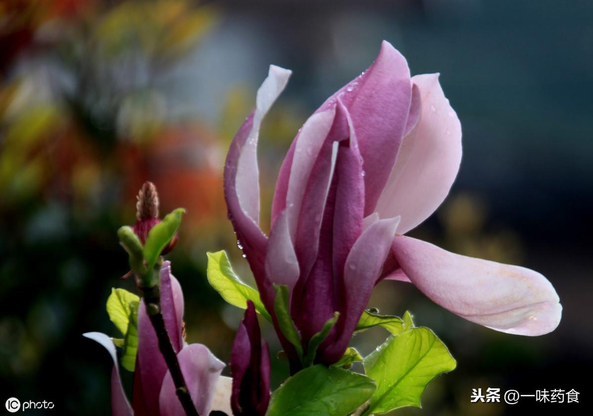 玉兰片和竹笋有什么区别呢-7