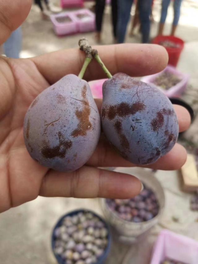 西梅什么时候吃比较好一点（西梅几月份吃）-2
