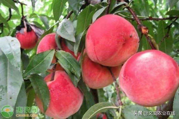 最贵的桃子是什么品种？多少钱一斤？-2