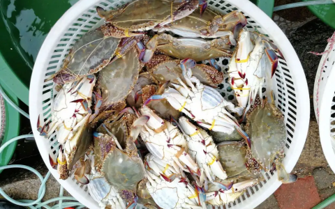 梭子蟹什么时候上市（梭子蟹吃法大全）