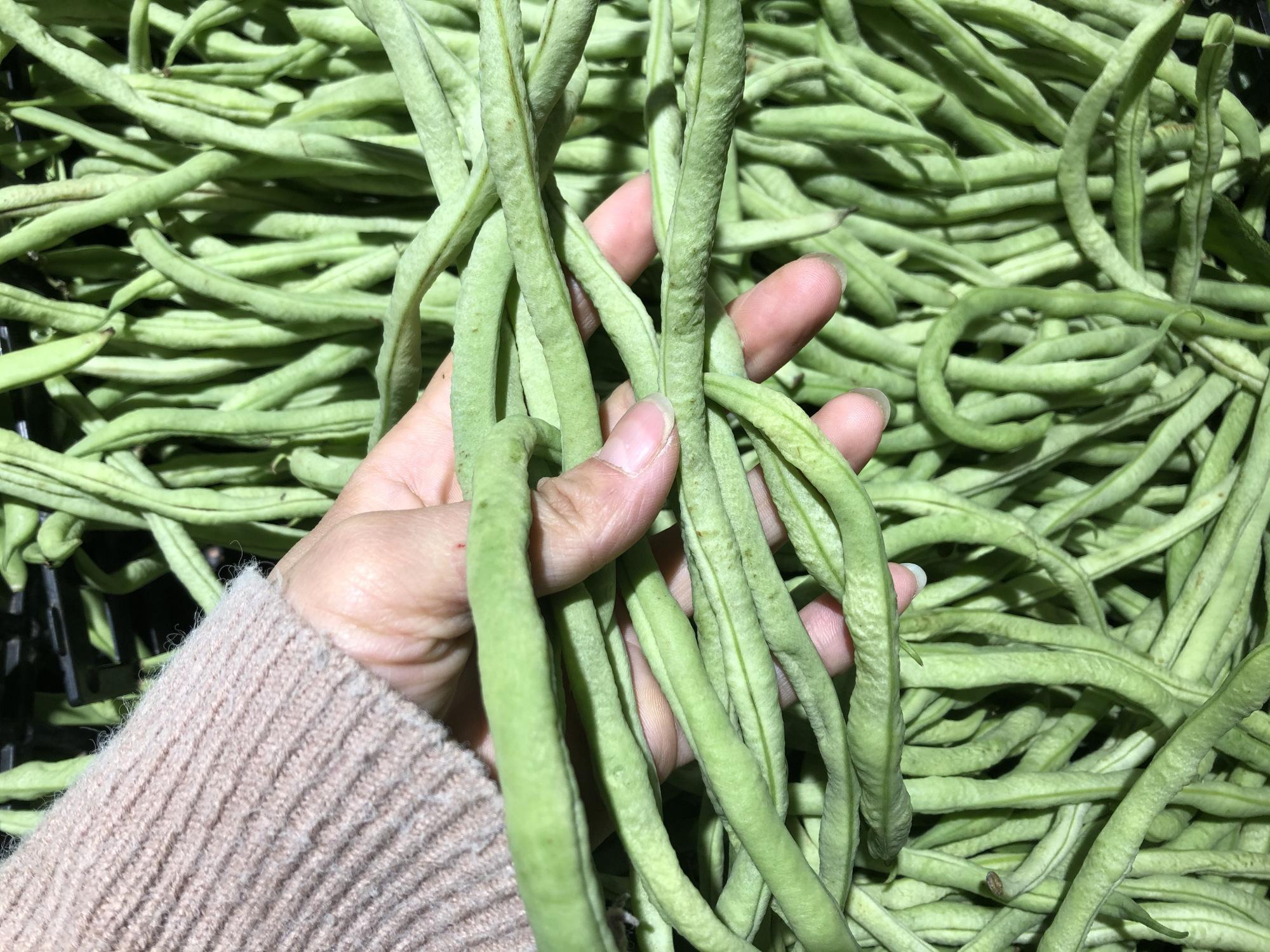 芸豆与四季豆有何区别？-5