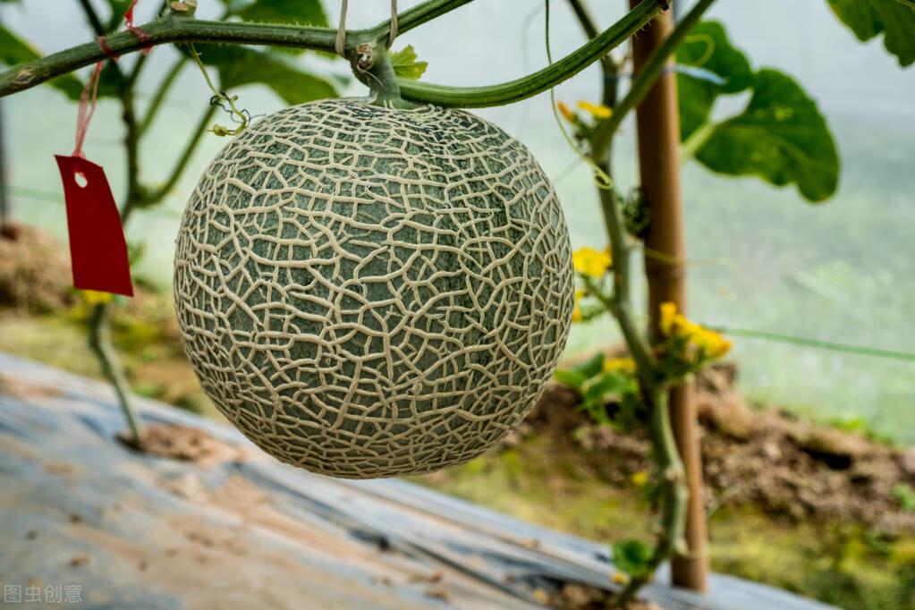 怎么挑选哈密瓜又甜又好吃（如何挑哈密瓜才是皮薄肉甜的）-4