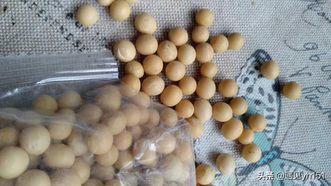怎样发豆芽又快又简单 黄豆芽自己在家怎么发-1