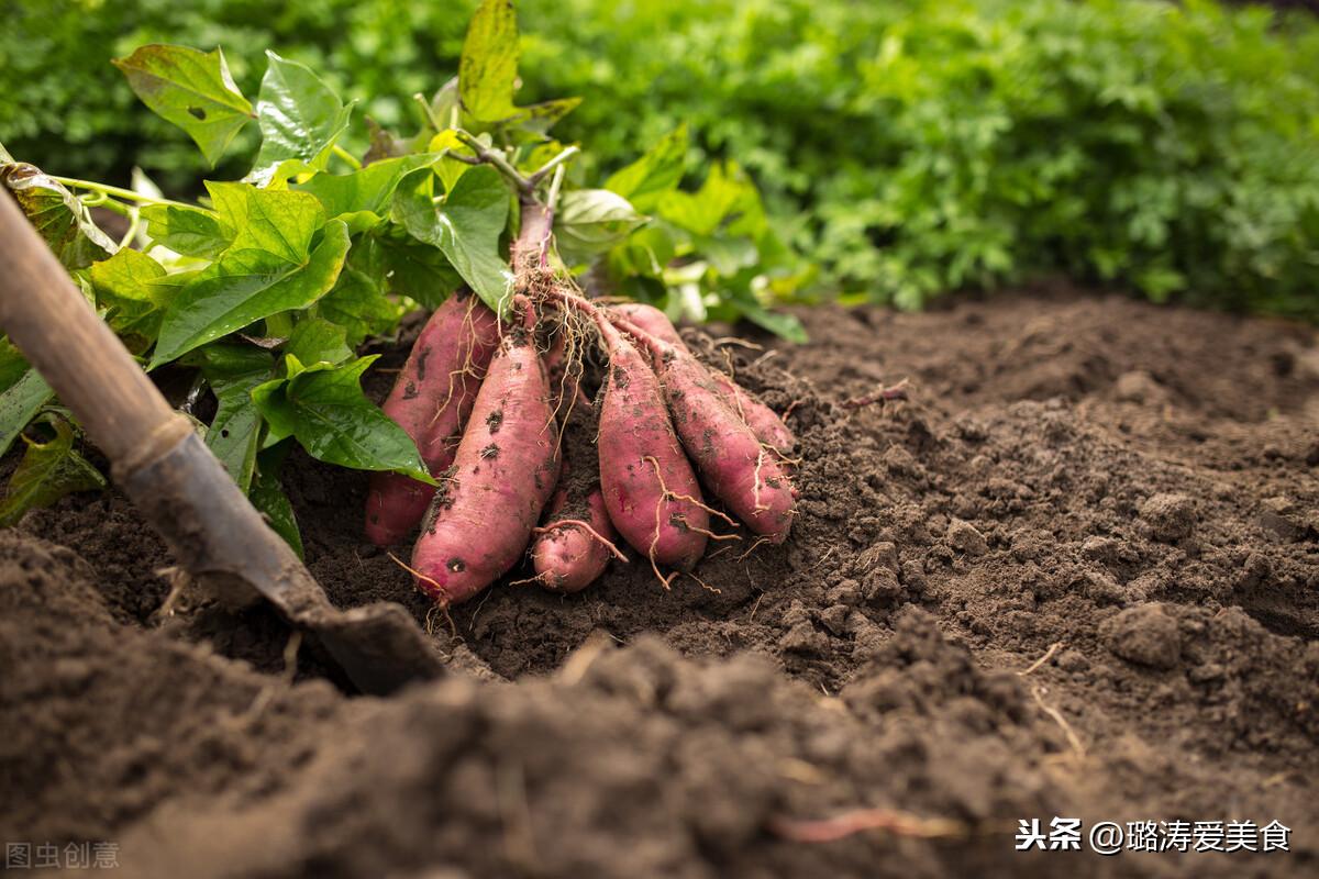 煮红薯和蒸红薯的区别（煮红薯的正确方法）-5