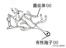 蘑菇是怎么生长出来的（蘑菇的相关知识科普）-7