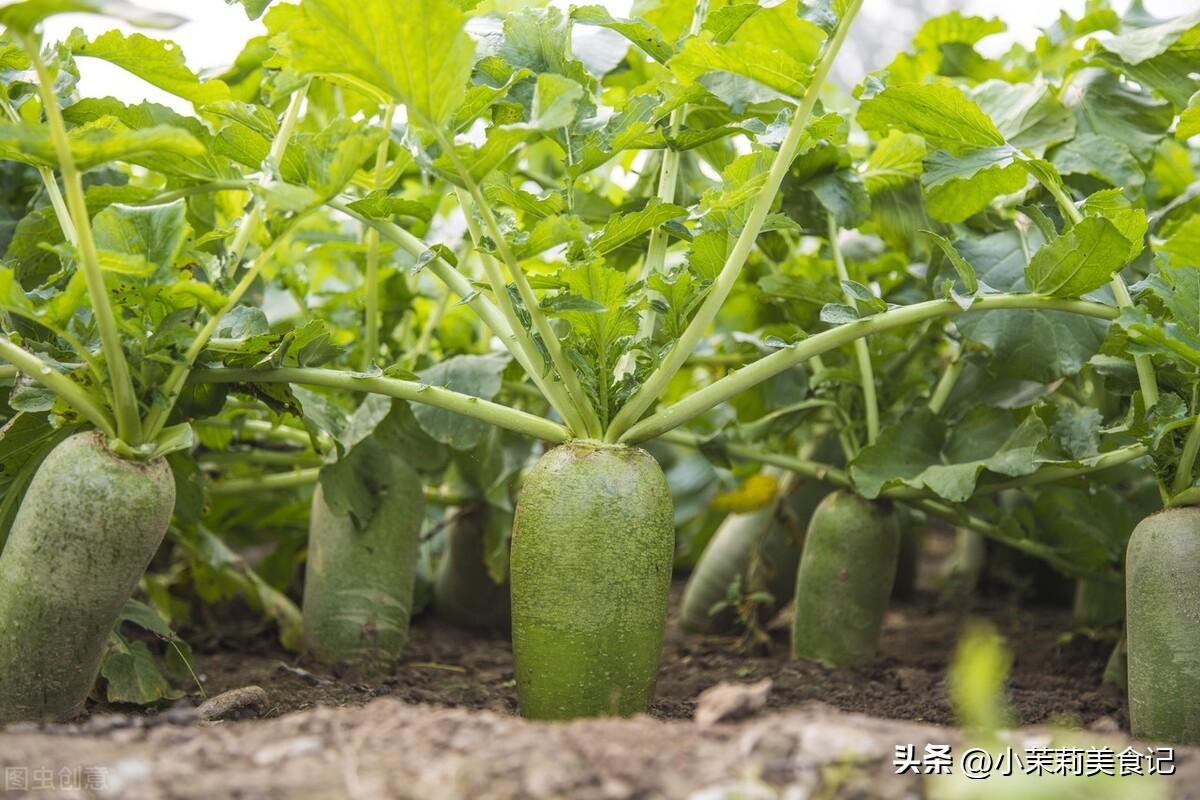 腌白萝卜怎么腌好吃又脆（最简单腌白萝卜干做法）-1