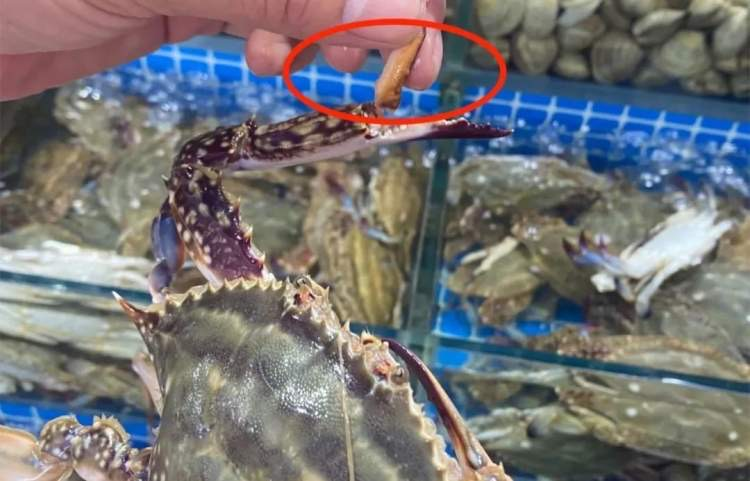 梭子蟹肥不肥怎么看图解（如何挑螃蟹比较肥）-4