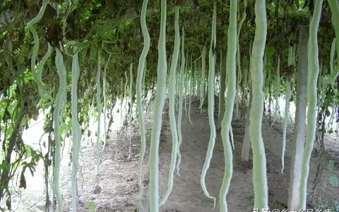 蛇豆的做法大全家常菜，蛇豆育苗方法技巧