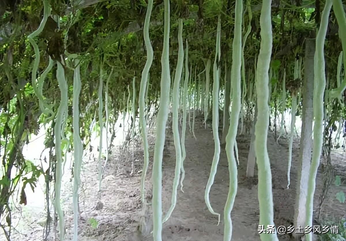 蛇豆的做法大全家常菜，蛇豆育苗方法技巧-1