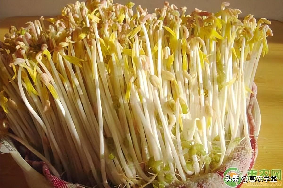 发黄豆芽最简单的方法（黄豆发芽的过程七天图）-2