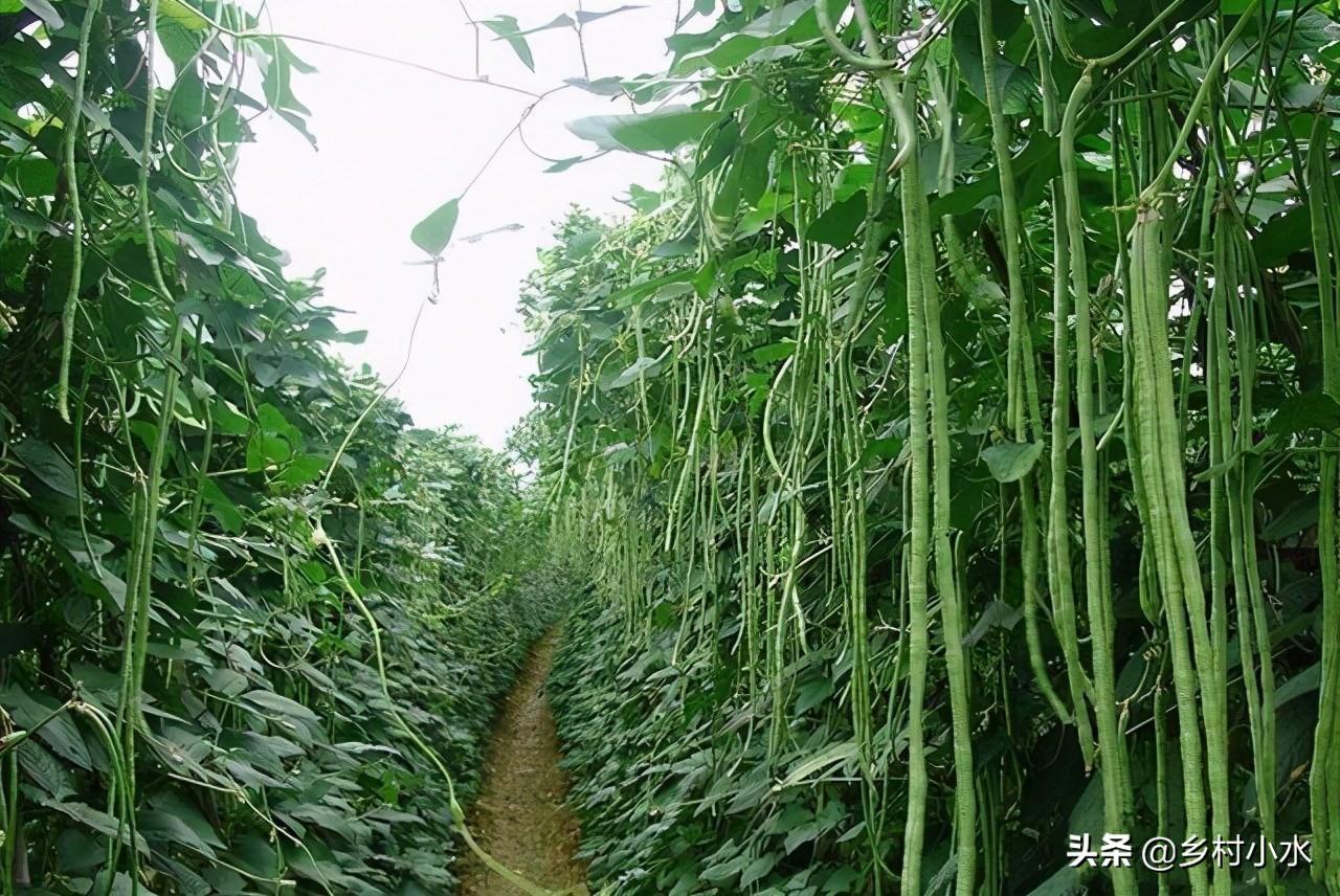 长豆角的种植方法和时间（早豆角什么时间种）-5