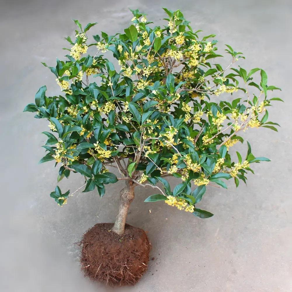 桂花的种植方法与技巧 桂花的栽培技术-6