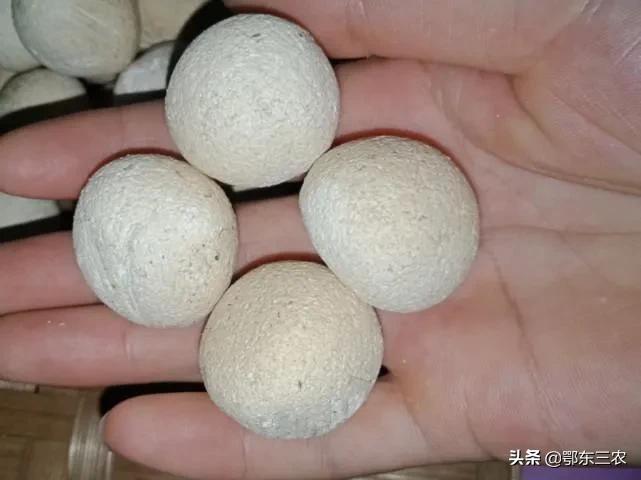 自制甜酒曲需要哪些原材料_怎样自制甜酒曲酵母-1