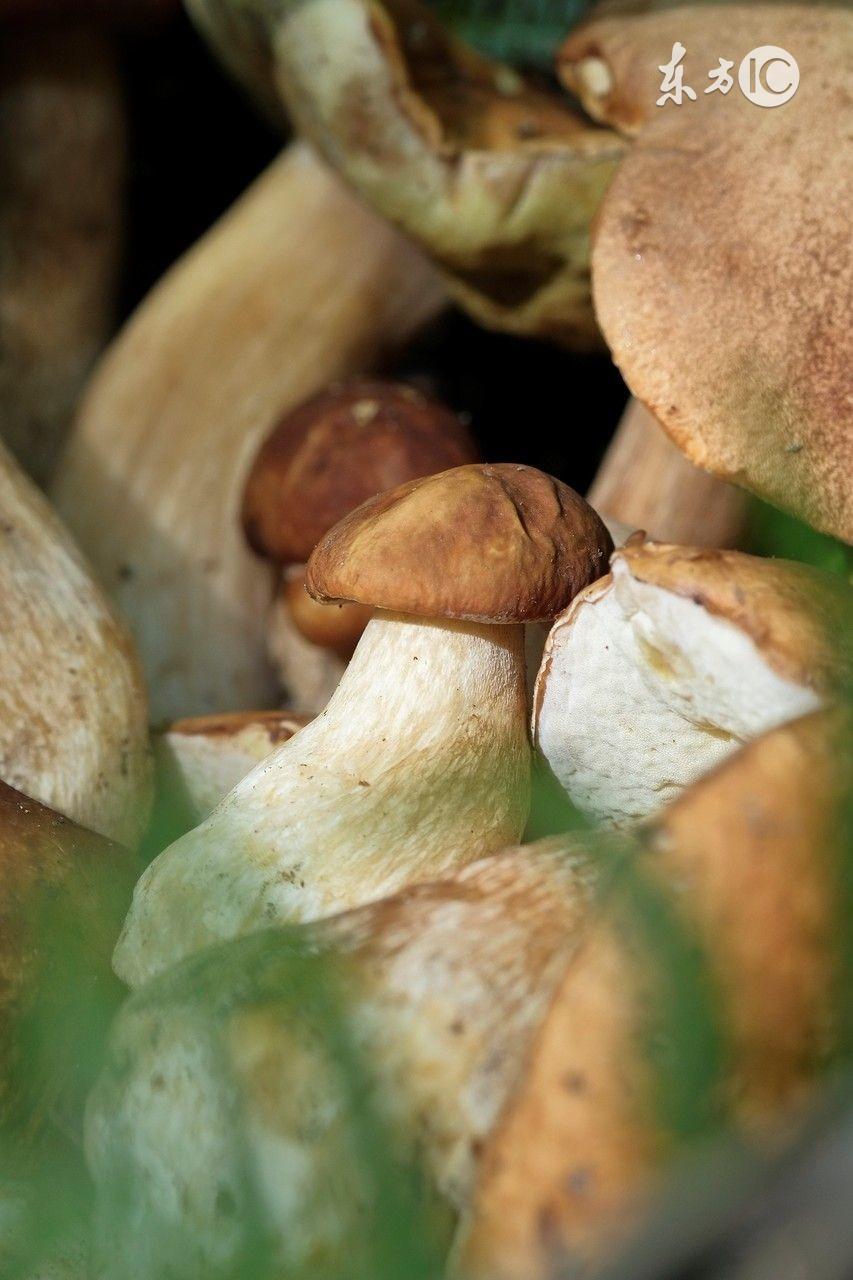 凤尾菇的做法大全菜谱（凤尾菇怎么烧好吃）-5