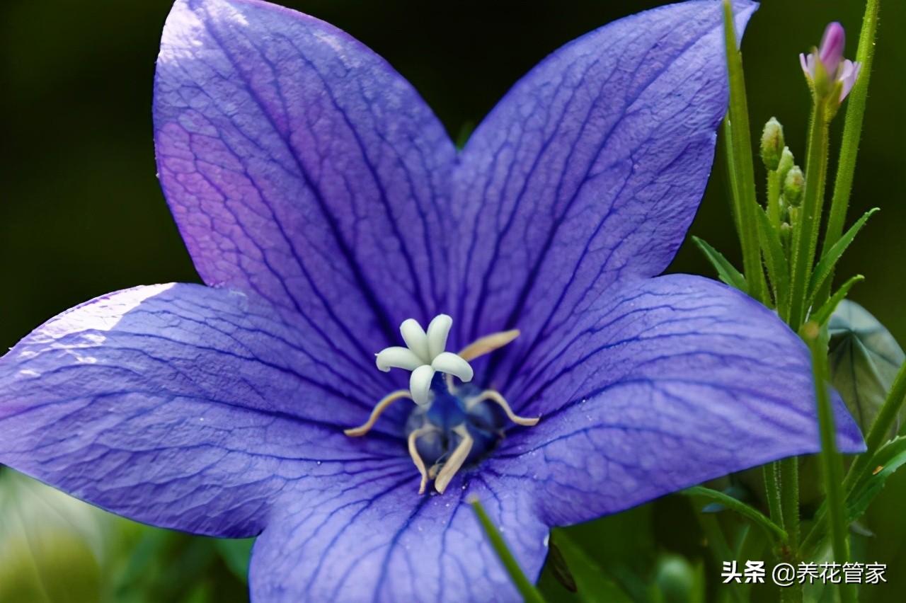 狗宝咸菜植物长什么样_桔梗咸菜为什么叫狗宝-2