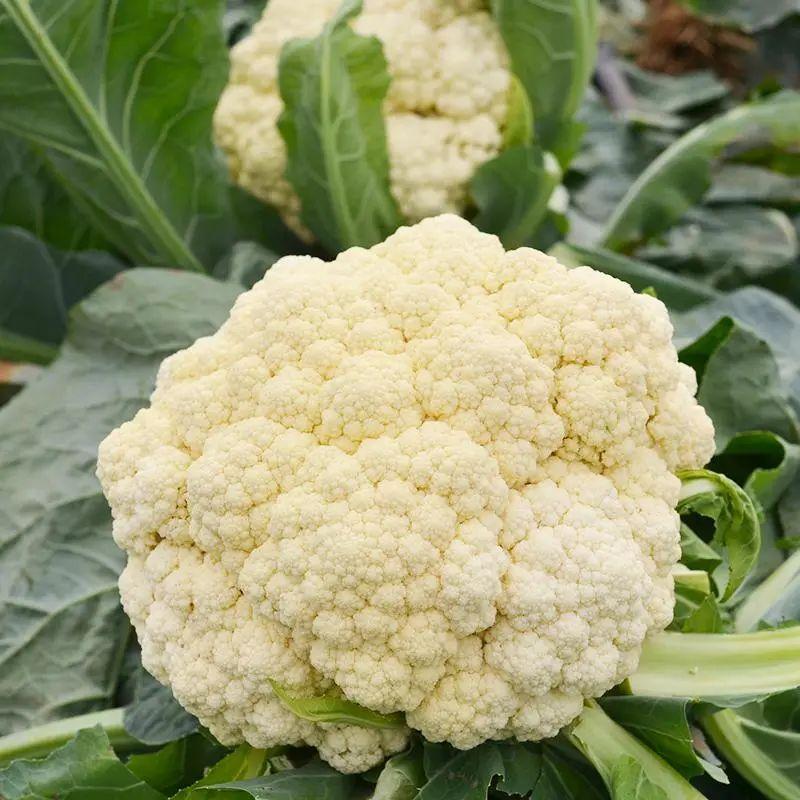 菜花怎么炒好吃家常做法（炒菜花需要焯水吗）-1