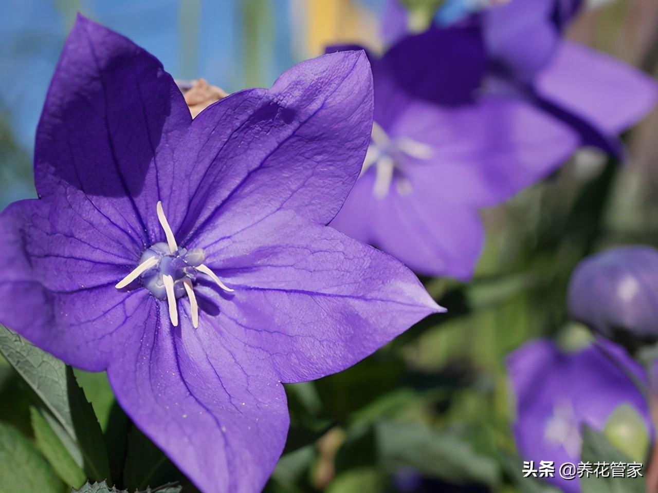 狗宝咸菜植物长什么样_桔梗咸菜为什么叫狗宝-1