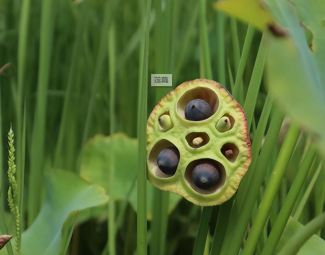 莲藕的种植时间与方法，莲藕栽培技术要点-2