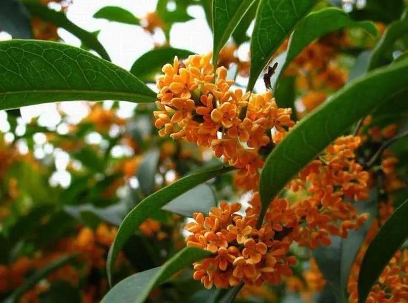 桂花的种植方法与技巧 桂花的栽培技术-3
