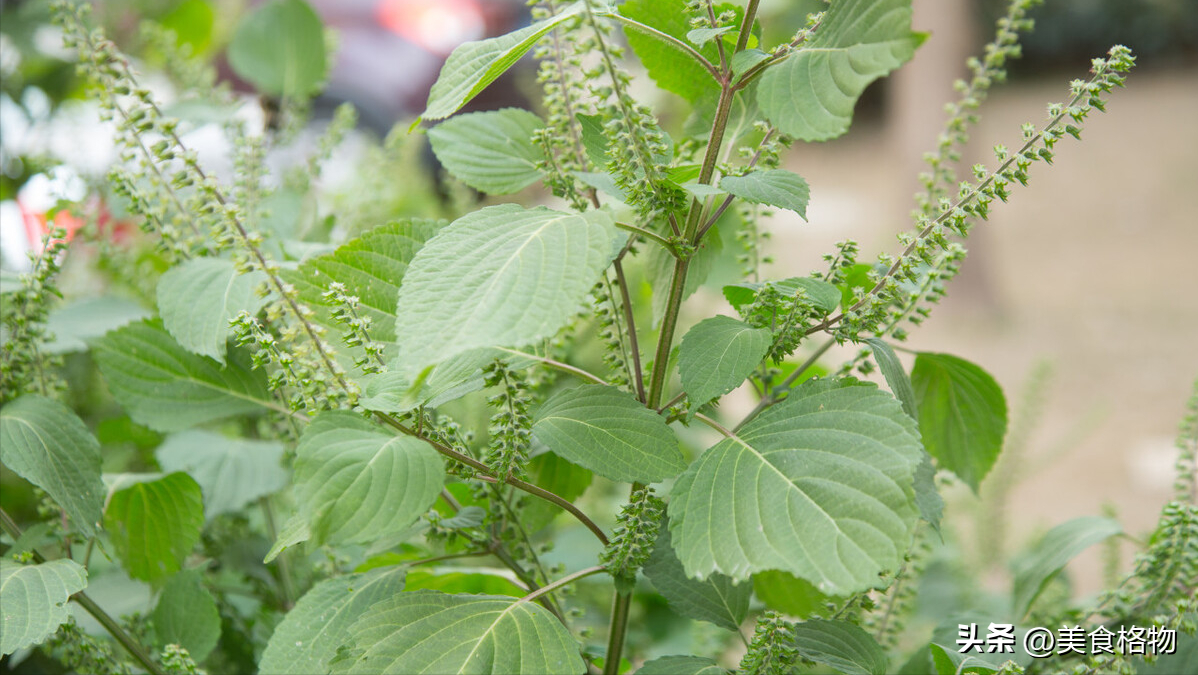 泡菜的制作方法正宗泡菜（自己如何做四川泡菜）-9