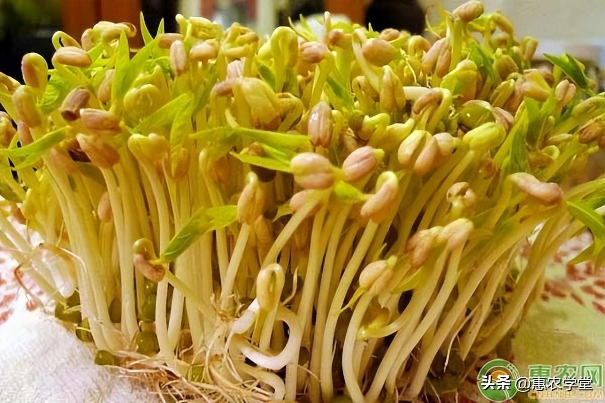 发黄豆芽最简单的方法（黄豆发芽的过程七天图）-3