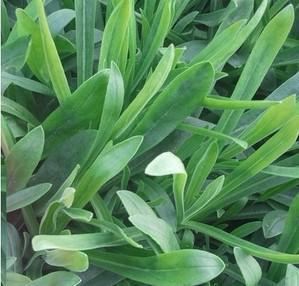 面条菜的种植时间和方法_面条菜种子几天发芽-4