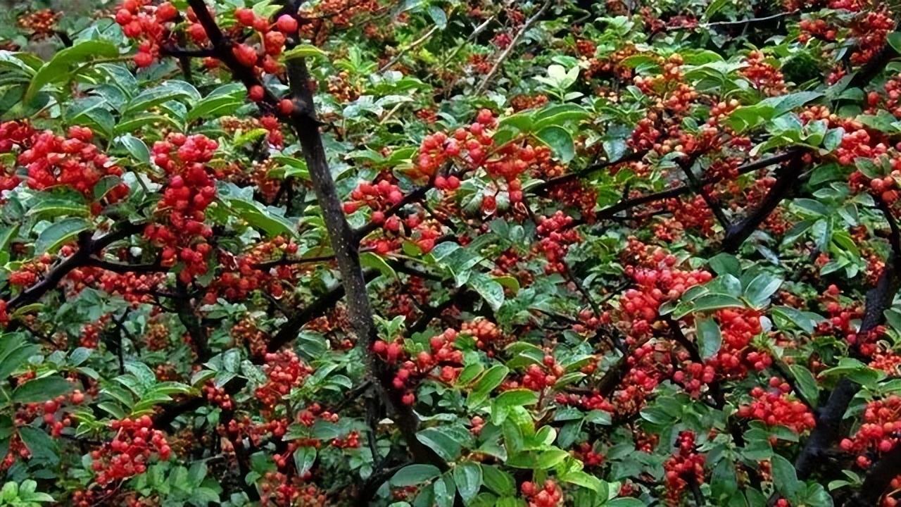 大红袍花椒产地在哪里最好 ？-9