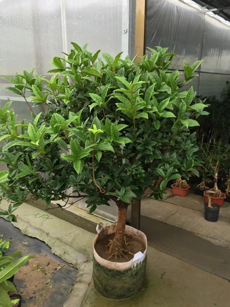 桂花的种植方法与技巧 桂花的栽培技术-11