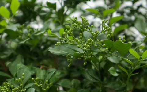 九里香花适合在室内养吗冬天 九里香好养吗能养活吗