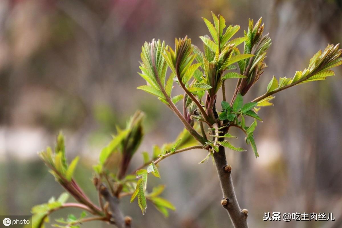 香椿的做法家常炒菜，香椿咸菜怎么做好吃？-2