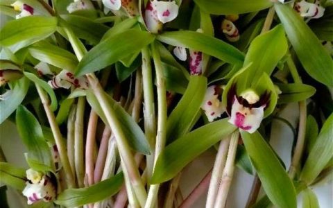 兰花菜怎么炒才能好吃（新兰花怎样做好吃）