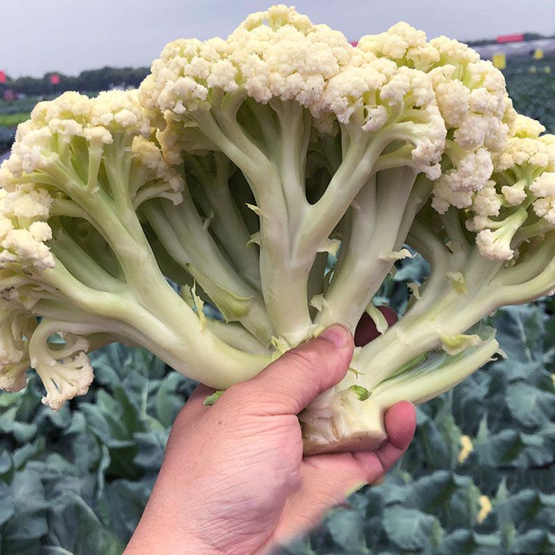 安陆白花菜什么时候种植 白花菜种植时间和方法-3