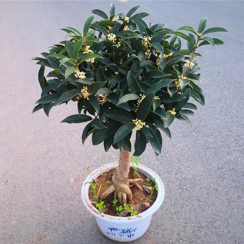 桂花的种植方法与技巧 桂花的栽培技术-9