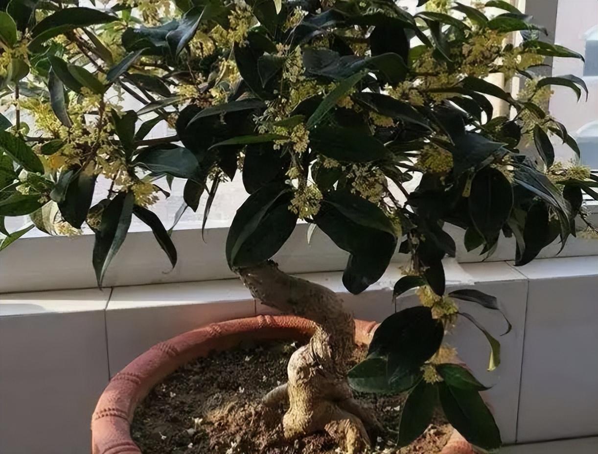 桂花的种植方法与技巧 桂花的栽培技术-4