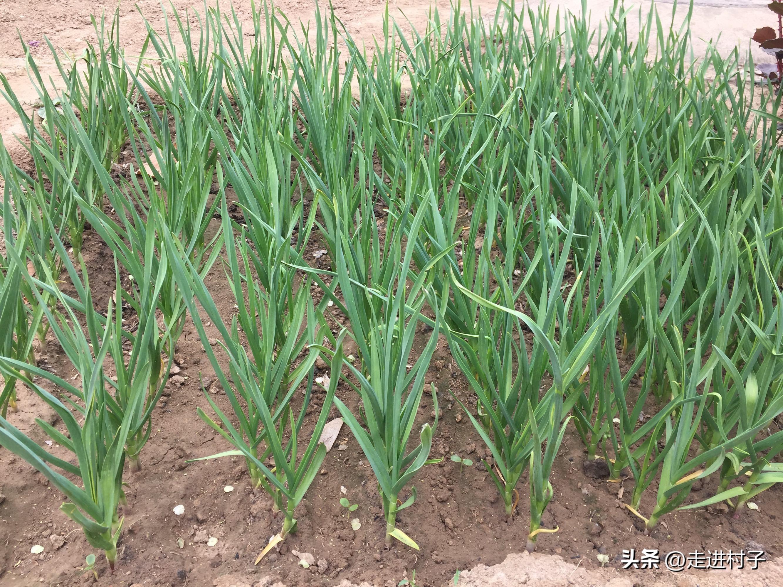 蒜苗的种植方法及时间（开春种蒜多久可以吃蒜苗）-1