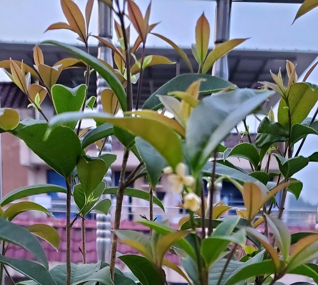 桂花的种植方法与技巧 桂花的栽培技术-12