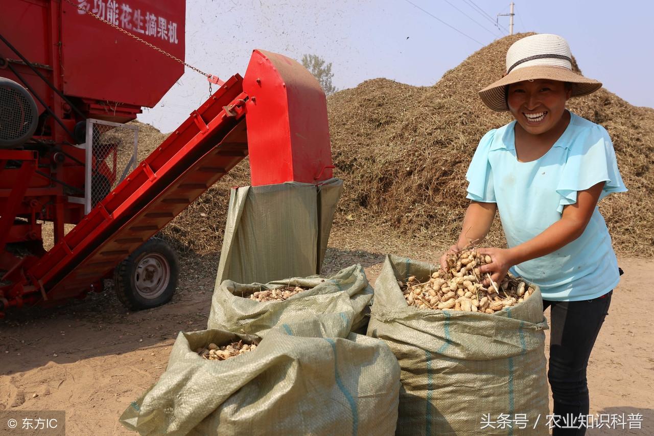 花生加工厂需要什么设备「干货」-5