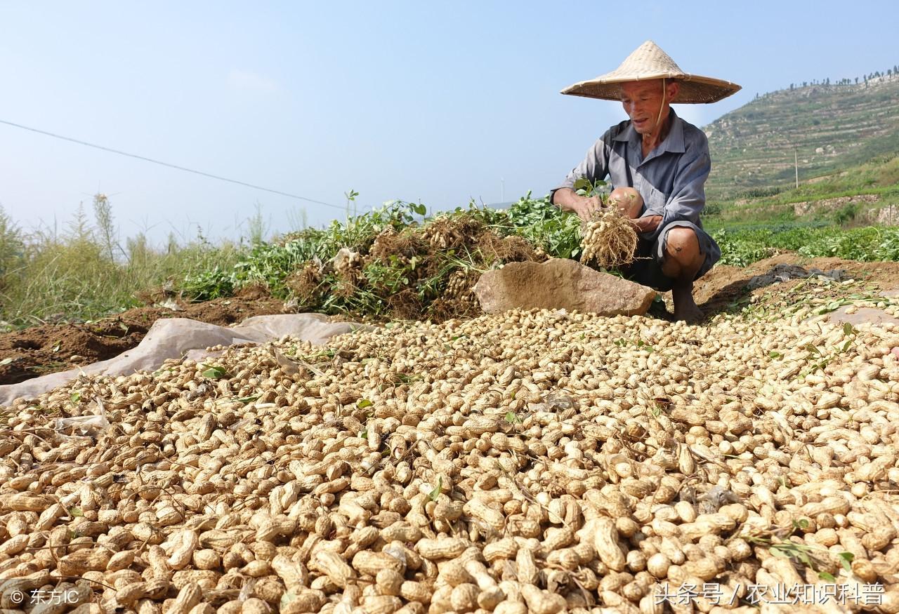 花生加工厂需要什么设备「干货」-1