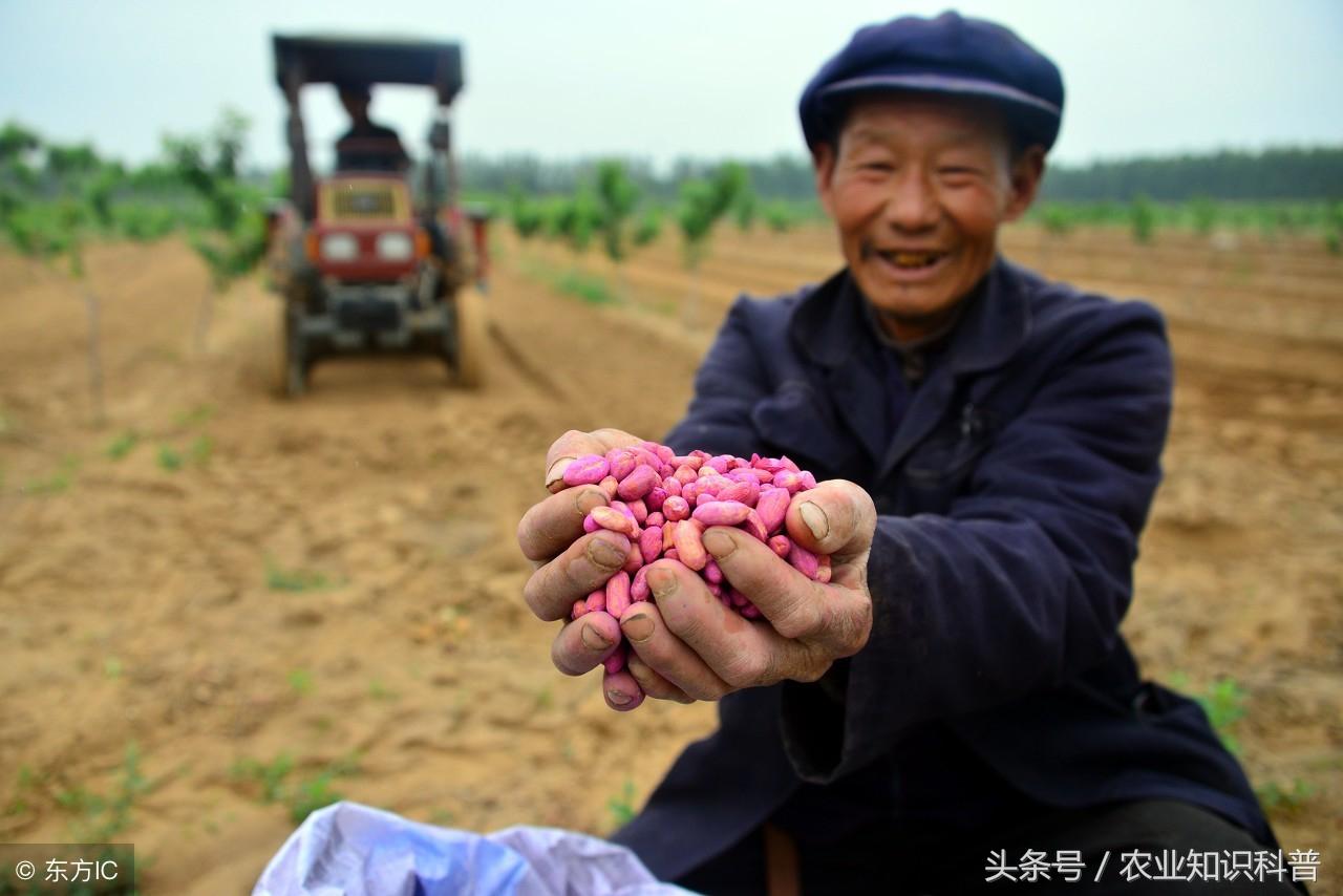 花生加工厂需要什么设备「干货」-3