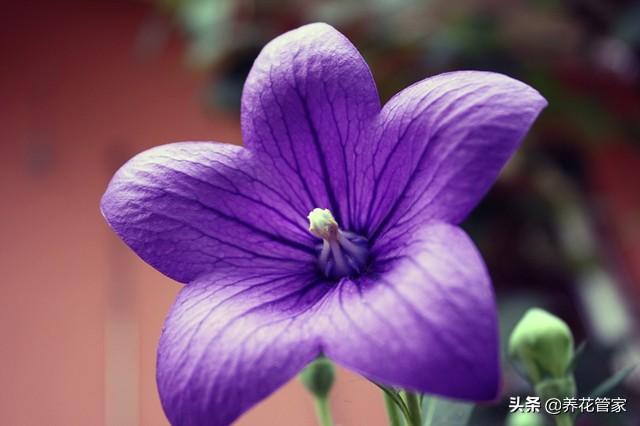 狗宝咸菜植物长什么样_桔梗咸菜为什么叫狗宝-4